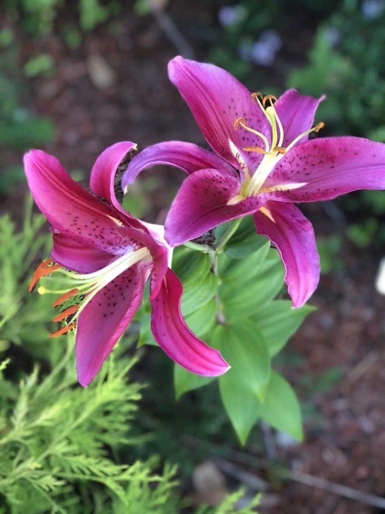 gentle and quite spirit