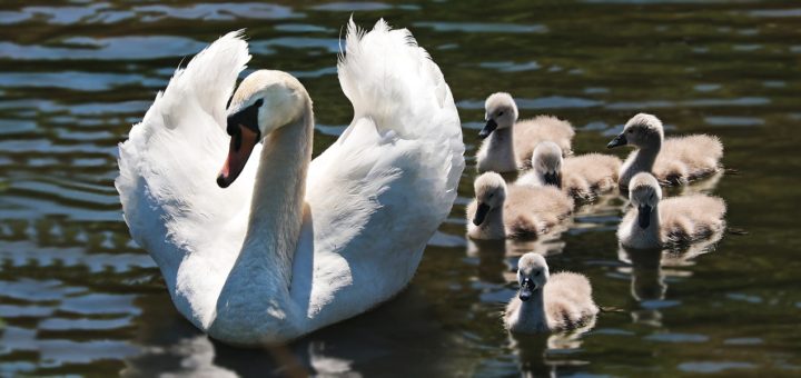 healthy concepts of raising children