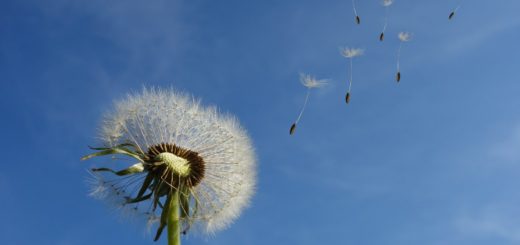 proclaiming the year of jubilee