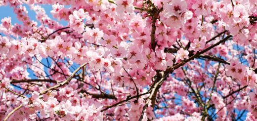 spring