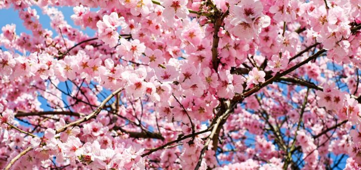 spring