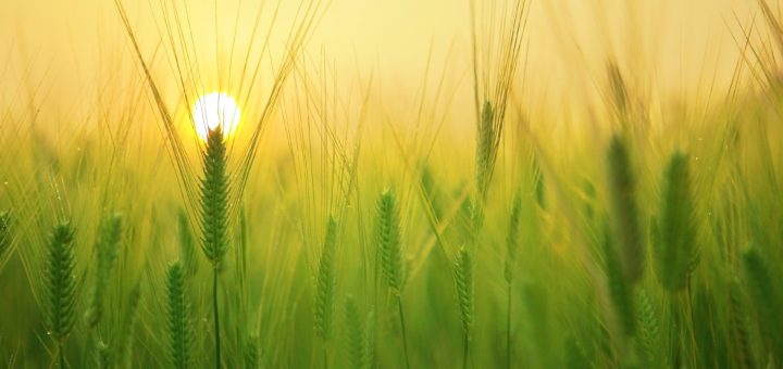 parables of the kingdom of heavens