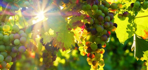 the vine and the branches