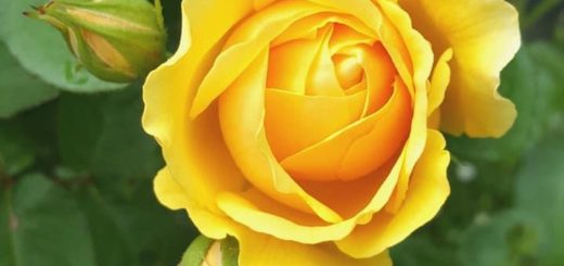 hope of glory