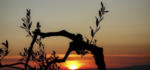 God's economy of his selection