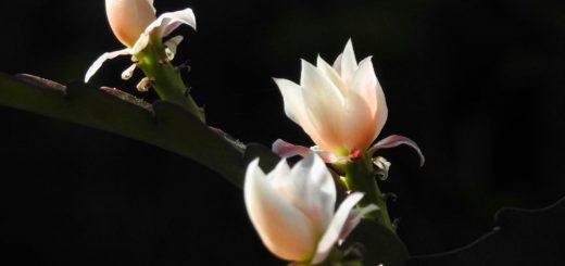 Acts of the Apostles