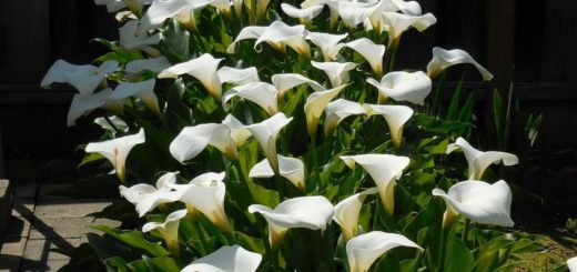Acts of the Apostles (3)