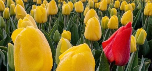 Propagation and Multiplication of Church by God’s Life