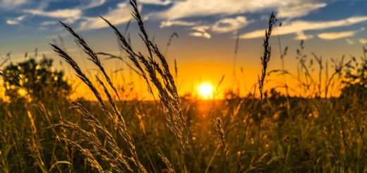 Blessings and Judgment Brought by Priests and Kings (2)